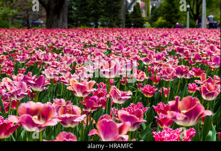 Ottawa in Canada Tulip Festival 2016 Foto Stock