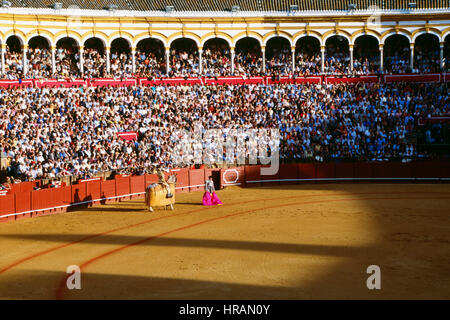 Bull lotta nella Plaza de toros de la Real Maestranza de Caballería de Sevilla, Sevilla, Spagna Foto Stock