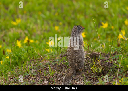 Terra colombiana scoiattolo (Spermophilus columbianus) cerca di pericolo nel Parco Nazionale di Glacier, MT, STATI UNITI D'AMERICA Foto Stock