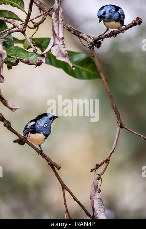 Due bianchi di ventre (Tanagers Tangara brasiliensis) appollaiato sul ramo, in Sooretama, Espirito Santo, Brasile. Foto Stock