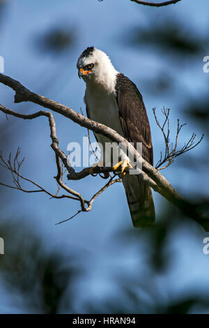 In bianco e nero (Hawk-Eagle Spizaetus melanoleucus), fotografato a Viana, Espirito Santo, Brasile. Foto Stock