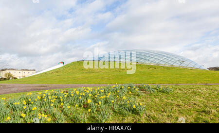 Carmarthen, Wales, Regno Unito. 28 Feb, 2017. Sono i narcisi in fiore presso i Giardini Botanici Nazionali del Galles in Llartheney, Carmarthenshire. Il daffodil è il fiore nazionale del Galles ed è il simbolo per il giorno di San Davide che è il 1° marzo. Credito: Philip Jones/Alamy Live News Foto Stock