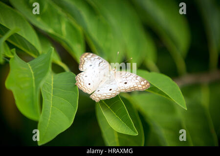 Asuncion, Paraguay. 27 Feb 2017. Una farfalla bianca di pavone (Anartia jatrophae) si trova su una foglia verde, è vista durante il pomeriggio di sole ad Asuncion, Paraguay. Credit: Andre M. Chang/Alamy Live News Foto Stock