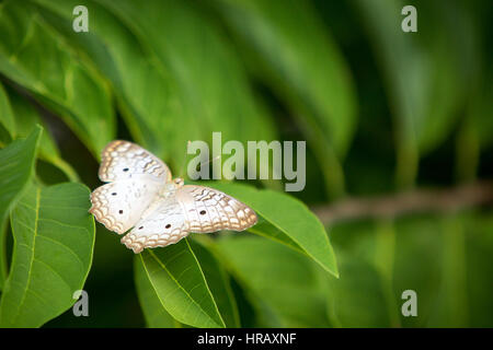 Asuncion, Paraguay. 27 Feb 2017. Una farfalla bianca di pavone (Anartia jatrophae) si trova su una foglia verde, è vista durante il pomeriggio di sole ad Asuncion, Paraguay. Credit: Andre M. Chang/Alamy Live News Foto Stock