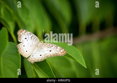 Asuncion, Paraguay. 27 Feb 2017. Una farfalla bianca di pavone (Anartia jatrophae) si trova su una foglia verde, è vista durante il pomeriggio di sole ad Asuncion, Paraguay. Credit: Andre M. Chang/Alamy Live News Foto Stock