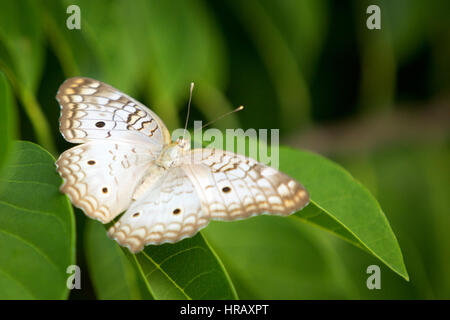 Asuncion, Paraguay. 27 Feb 2017. Una farfalla bianca di pavone (Anartia jatrophae) si trova su una foglia verde, è vista durante il pomeriggio di sole ad Asuncion, Paraguay. Credit: Andre M. Chang/Alamy Live News Foto Stock