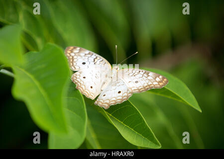 Asuncion, Paraguay. 27 Feb 2017. Una farfalla bianca di pavone (Anartia jatrophae) si trova su una foglia verde, è vista durante il pomeriggio di sole ad Asuncion, Paraguay. Credit: Andre M. Chang/Alamy Live News Foto Stock