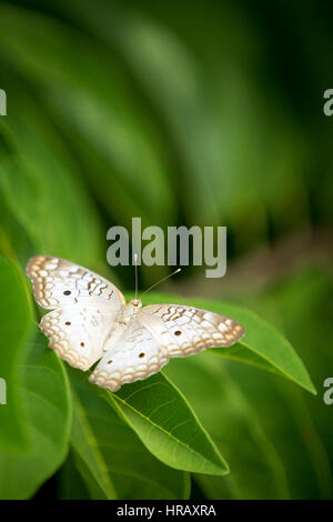 Asuncion, Paraguay. 27 Feb 2017. Una farfalla bianca di pavone (Anartia jatrophae) si trova su una foglia verde, è vista durante il pomeriggio di sole ad Asuncion, Paraguay. Credit: Andre M. Chang/Alamy Live News Foto Stock