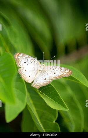 Asuncion, Paraguay. 27 Feb 2017. Una farfalla bianca di pavone (Anartia jatrophae) si trova su una foglia verde, è vista durante il pomeriggio di sole ad Asuncion, Paraguay. Credit: Andre M. Chang/Alamy Live News Foto Stock