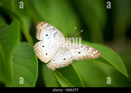 Asuncion, Paraguay. 27 Feb 2017. Una farfalla bianca di pavone (Anartia jatrophae) si trova su una foglia verde, è vista durante il pomeriggio di sole ad Asuncion, Paraguay. Credit: Andre M. Chang/Alamy Live News Foto Stock