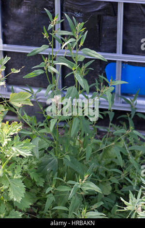 Fig-lasciato, goosefoot Chenopodium ficifolium, fioritura delle piante sulla massa di rifiuti, Berkshire, Luglio Foto Stock