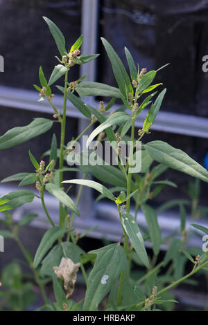 Fig-lasciato, goosefoot Chenopodium ficifolium, fioritura delle piante sulla massa di rifiuti, Berkshire, Luglio Foto Stock
