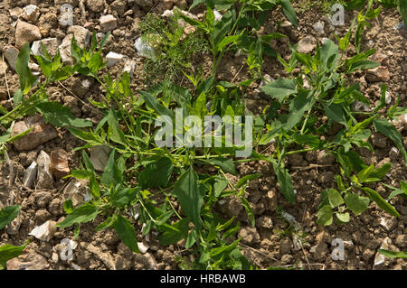 Comune, orache Atriplex patula, speading prostrati impianto rifiuti sul terreno coltivato , Berkshire, Luglio Foto Stock