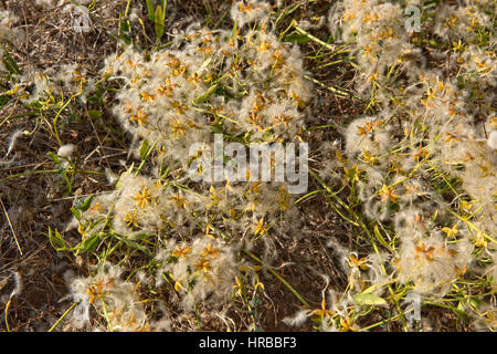 Per il viaggiatore la gioia, Clematis vitalba, con hairy seedheads sui bassi cespugli di crescente sulla costa mediterranea Foto Stock