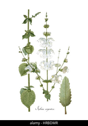 Salvia argentea Foto Stock