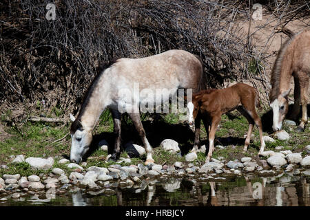 Pascolano cavalli lungo la parte inferiore del fiume sale in Arizona Foto Stock