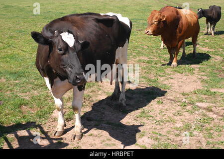 Due Holstein mucche frisone e uno South Devon mucca in un campo, Herefordshire, England, Regno Unito Foto Stock