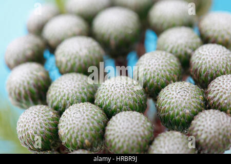 Unico stelo molti round flower teste, close up brunia albiflora ancora in vita - forza e abbondanti Jane Ann Butler JABP Fotografia1849 Foto Stock