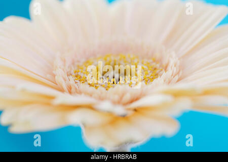 La crema gerbera close up, etereo, alla bellezza della natura Jane Ann Butler JABP Fotografia1851 Foto Stock