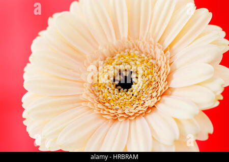 Crema di abbagliamento gerbera su red still life - positiva e fiorente Jane Ann Butler JABP Fotografia1840 Foto Stock