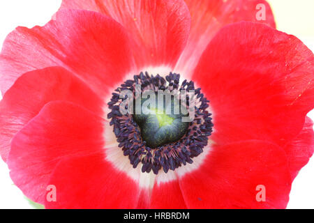 Ancora vita close up rosso singolo fiore anemone testa su bianco - fresco e contemporaneo Jane Ann Butler JABP Fotografia1837 Foto Stock