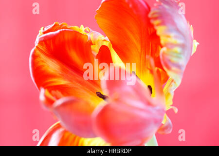 Apertura red parrot tulip ancora in vita - lampade di nuova vita - close up di antere - coltivare Jane Ann Butler JABP Fotografia1843 Foto Stock