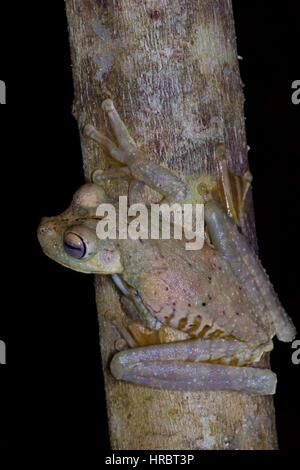 Un Gladiatore Frog (Hypsiboas rosenbergi) appollaiato su un tronco di albero di notte nella foresta pluviale sulla strada della pipeline, Gamboa, Panama Foto Stock