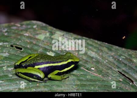 Una a tre strisce Rana veleno (Ameerega trivittata) appoggiato su una foglia di notte nella foresta amazzonica in Loreto, Perù Foto Stock