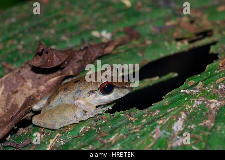 Un Malkin la pioggia (Rana Pristimantis malkini) su una foglia di notte nella foresta amazzonica in Loreto, Perù Foto Stock