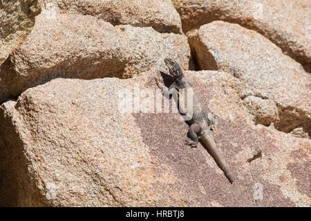 Un comune Chuckwalla (Sauromalus ater) crogiolarsi sui massi di granito in primavera in montagna, San Diego County, California Foto Stock