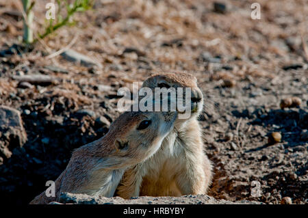 Nero-tailed i cani della prateria in burrow kissing Foto Stock