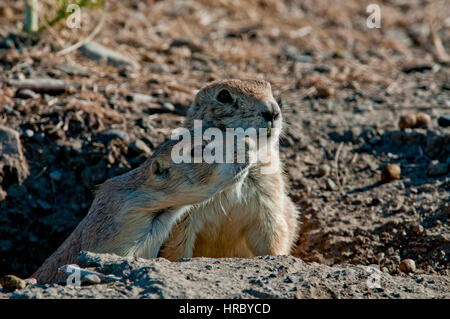 Nero-tailed i cani della prateria in burrow kissing Foto Stock