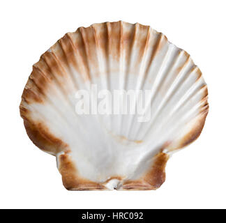 Il lato interno di un ventilatore a forma di capesante francese seashell isolato su bianco dalle coste della Bretagna, Francia Foto Stock