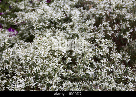Abstract sfondo floreale con fiori piccoli petali di colore bianco da vicino il fuoco selettivo posizionamento orizzontale Foto Stock