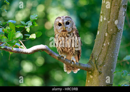 Allocco (Strix aluco), Adulto su albero, Pelm, Kasselburg, Eifel, Germania, Europa Foto Stock