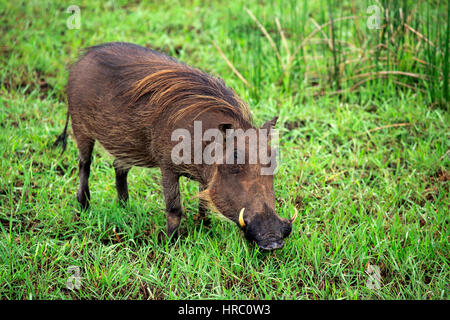 Warthog, (Phacochoerus aethiopicus), Adulto alimentazione, Isimangaliso Wetland Park, Kwazulu Natal, Sud Africa e Africa Foto Stock