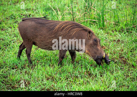 Warthog, (Phacochoerus aethiopicus), Adulto alimentazione, Isimangaliso Wetland Park, Kwazulu Natal, Sud Africa e Africa Foto Stock