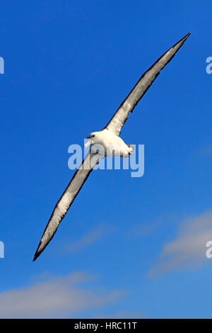 Timido Albatross, (Thalassarche cauta), Adulto battenti, Capo di Buona Speranza, Sud Africa e Africa Foto Stock