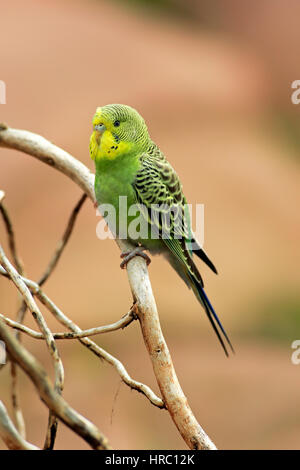 Budgerigar, (Melopsittacus undulatus), Adulto su albero, Australia Foto Stock