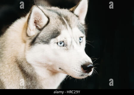 Il bianco e il Grigio adulto Siberian Husky cane o Sibirsky Husky con gli occhi blu Close Up ritratto scuro su sfondo nero Foto Stock