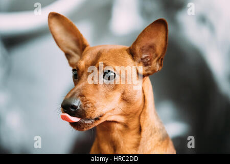 Rosso giovane adulto marrone Pinscher in miniatura del rullo di estrazione perno Min Close Up ritratto Foto Stock