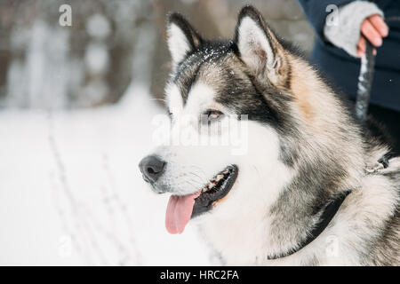 Alaskan Malamute giocare all'aperto nella neve stagione invernale. Giocoso animali domestici all'esterno. In prossimità della testa Foto Stock