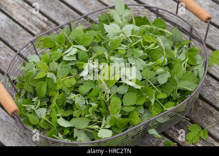 Himbeer-Blätter, Himbeerblätter gesammelt, Ernte, in einem Korb, Wilde Himbeere, junge, zarte Blätter vor der Blüte, Rubus idaeus, lampone, raspa-ber Foto Stock