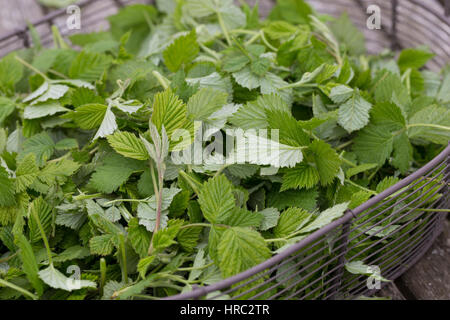 Himbeer-Blätter, Himbeerblätter gesammelt, Ernte, in einem Korb, Wilde Himbeere, junge, zarte Blätter vor der Blüte, Rubus idaeus, lampone, raspa-ber Foto Stock