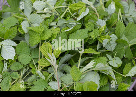 Himbeer-Blätter, Himbeerblätter gesammelt, Ernte, in einem Korb, Wilde Himbeere, junge, zarte Blätter vor der Blüte, Rubus idaeus, lampone, raspa-ber Foto Stock