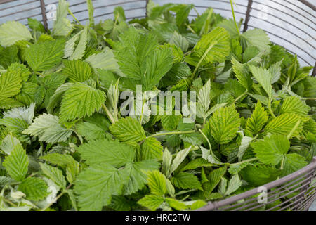 Himbeer-Blätter, Himbeerblätter gesammelt, Ernte, in einem Korb, Wilde Himbeere, junge, zarte Blätter vor der Blüte, Rubus idaeus, lampone, raspa-ber Foto Stock