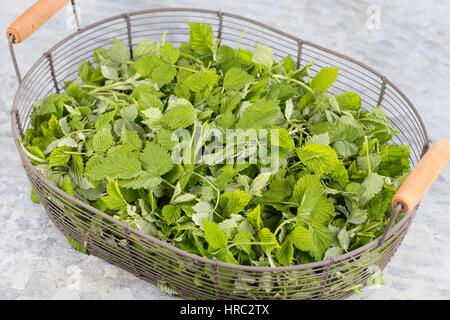 Himbeer-Blätter, Himbeerblätter gesammelt, Ernte, in einem Korb, Wilde Himbeere, junge, zarte Blätter vor der Blüte, Rubus idaeus, lampone, raspa-ber Foto Stock