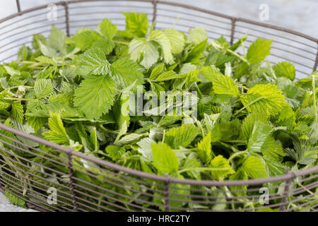 Himbeer-Blätter, Himbeerblätter gesammelt, Ernte, in einem Korb, Wilde Himbeere, junge, zarte Blätter vor der Blüte, Rubus idaeus, lampone, raspa-ber Foto Stock