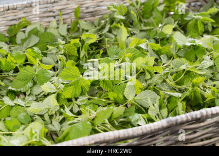 Himbeer-Blätter, Himbeerblätter gesammelt, Ernte, auf einem Tablett ausgelegt zum Trocknen, Wilde Himbeere, junge, zarte Blätter vor der Blüte, Rubus Foto Stock