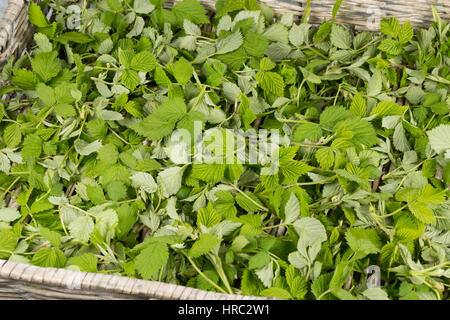 Himbeer-Blätter, Himbeerblätter gesammelt, Ernte, auf einem Tablett ausgelegt zum Trocknen, Wilde Himbeere, junge, zarte Blätter vor der Blüte, Rubus Foto Stock